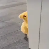 Figurinha de Memes para WhatsApp