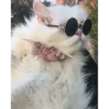 Figurinha de Gatos para WhatsApp