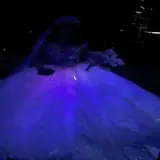 Figurinha de Gatos para WhatsApp