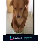 Sticker para WhatsApp