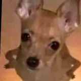 Figurinha de Cachorros para WhatsApp