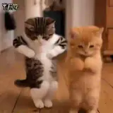 Figurinha para WhatsApp