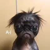 Figurinha de Cachorros para WhatsApp