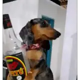 Figurinha para WhatsApp