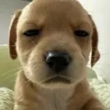 Figurinha de Cachorros para WhatsApp