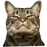 Figurinha de Gatos para WhatsApp