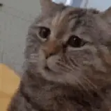 Figurinha de Memes para WhatsApp