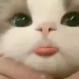 Figurinha para WhatsApp