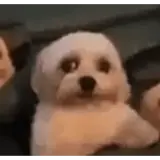 Figurinha para WhatsApp