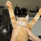 Figurinha de Gatos para WhatsApp