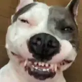 Figurinha de Cachorros para WhatsApp