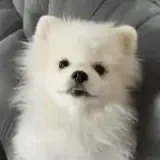 Figurinha de Cachorros para WhatsApp