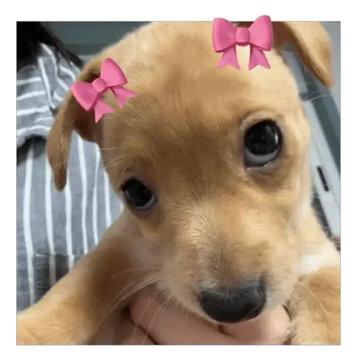 Coletadas sticker 590