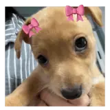 Figurinha para WhatsApp