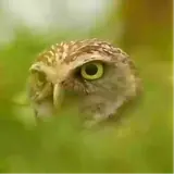 Figurinha para WhatsApp