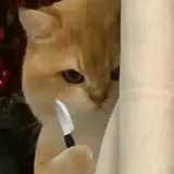 Figurinha de Gatos para WhatsApp