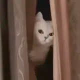 Figurinha de Gatos para WhatsApp