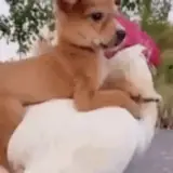 Figurinha de Cachorros para WhatsApp