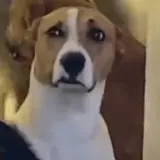 Figurinha para WhatsApp