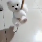 Figurinha de Cachorros para WhatsApp