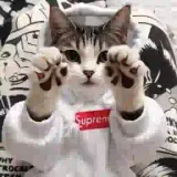 Figurinha de Gatos para WhatsApp