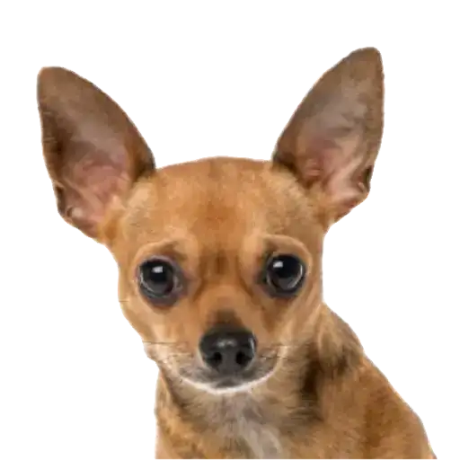 Coletadas sticker 20970