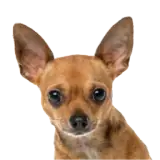 Sticker de Cachorros para WhatsApp