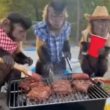 Figurinha de Memes para WhatsApp