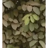 Figurinha para WhatsApp