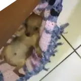 Figurinha de Cachorros para WhatsApp