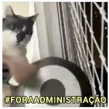 Figurinha de Gatos para WhatsApp
