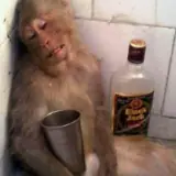 Figurinha para WhatsApp