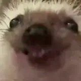 Figurinha para WhatsApp