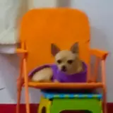 Figurinha de Cachorros para WhatsApp