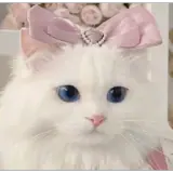 Figurinha de Animais para WhatsApp