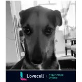 Sticker para WhatsApp