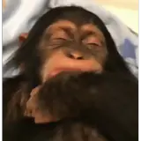 Sticker de Animais para WhatsApp