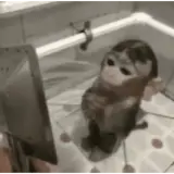 Figurinha de Engraçados para WhatsApp