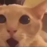 Figurinha de Gatos para WhatsApp