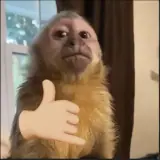 Figurinha de Animais para WhatsApp