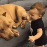 Figurinha de Animais para WhatsApp