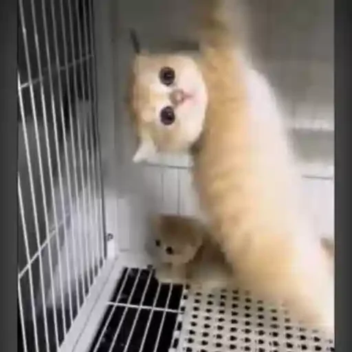 Figurinha para WhatsApp — Gatos