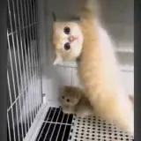 Sticker de Gatos para WhatsApp