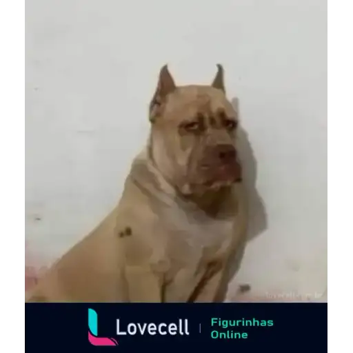 Coletadas sticker 32666