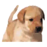 Sticker de Cachorros para WhatsApp