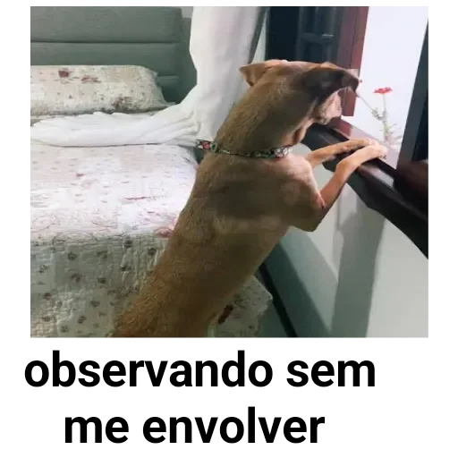 Figurinha para WhatsApp — Cachorros