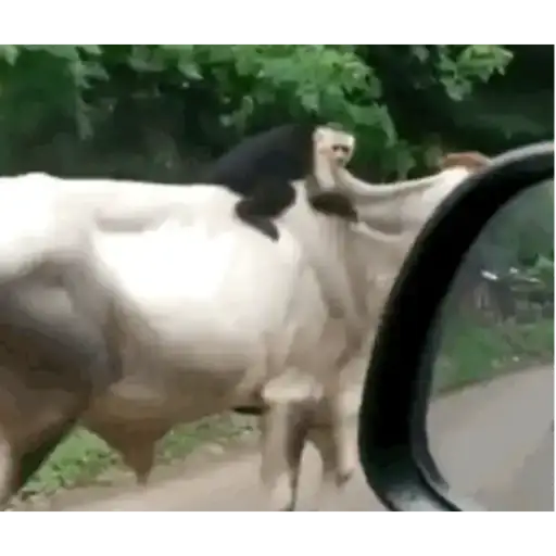 Coletadas sticker 910