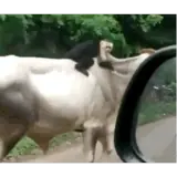 Figurinha para WhatsApp