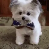 Figurinha de Cachorros para WhatsApp