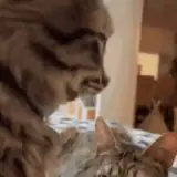 Figurinha de Gatos para WhatsApp